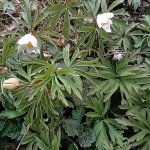 phoca_thumb_m_kytiky a ba 3 Fotogalerie
